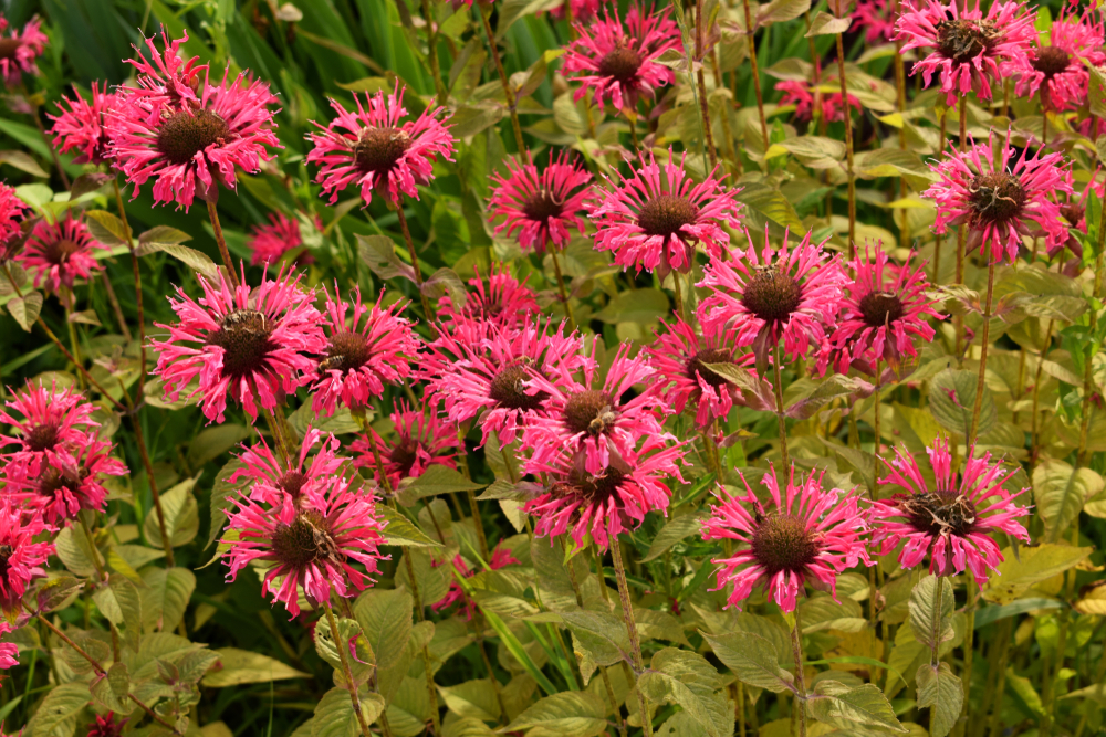 monarda