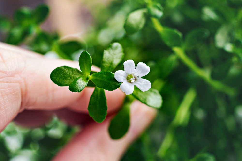 rostlina bacopa