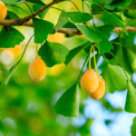 Ginko biloba, Zdroj foto: ABCDstock / Shutterstock.com