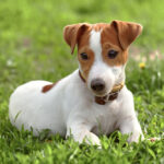 jack russell